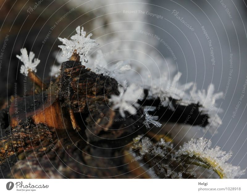 Wetter | frostig Umwelt Natur Winter Eis Frost Baumstamm Baumrinde Wald frieren ästhetisch außergewöhnlich kalt klein natürlich stachelig braun grau weiß bizarr