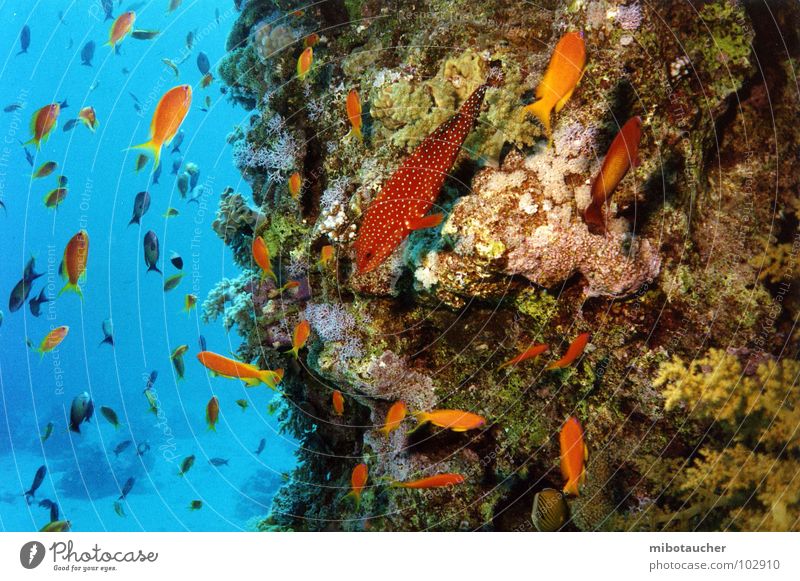 meer sehen Korallen tauchen mehrfarbig Ferien & Urlaub & Reisen Meer Rotes Meer Unterwasseraufnahme Fisch Natur