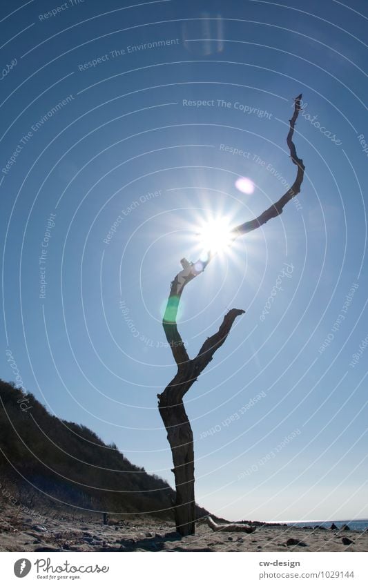 Alter Baum am Strand Sonnenlicht Silhouette blau