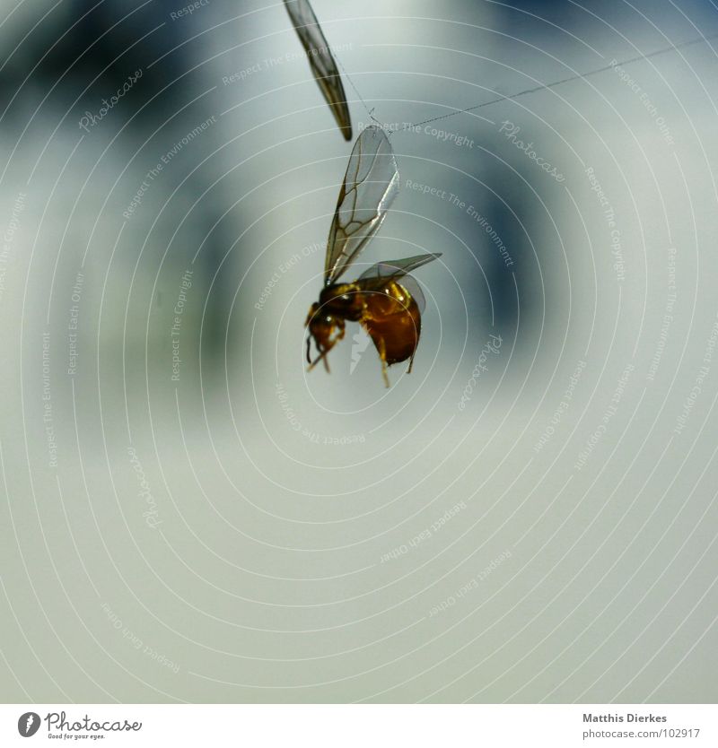 TOD Biene Wespen Schwebfliege Insekt Tier Spinne Spinnennetz kämpfen Tod Sterbehilfe Unschärfe verloren kaputt Fressen Symbole & Metaphern Naturgesetz