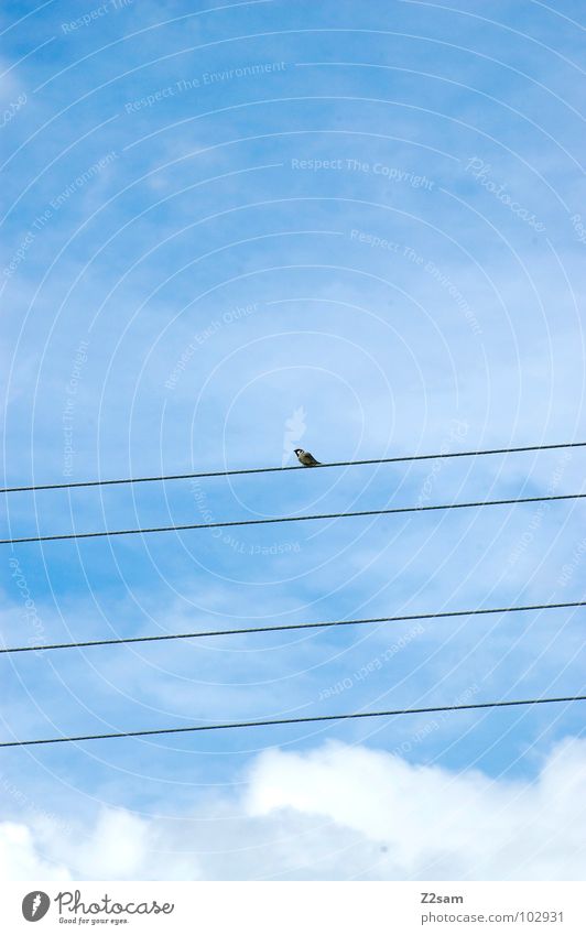 natürlich einfach graphisch Vogel Zufriedenheit Wolken Himmel Tier Natur fliegen Kabel Leitung Seil blau sky