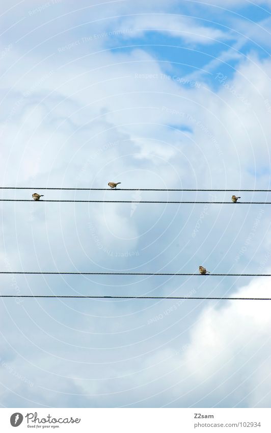 abflacken einfach graphisch Vogel Zufriedenheit Wolken Himmel Tier 4 Natur fliegen Kabel Leitung Seil blau sky mehrere