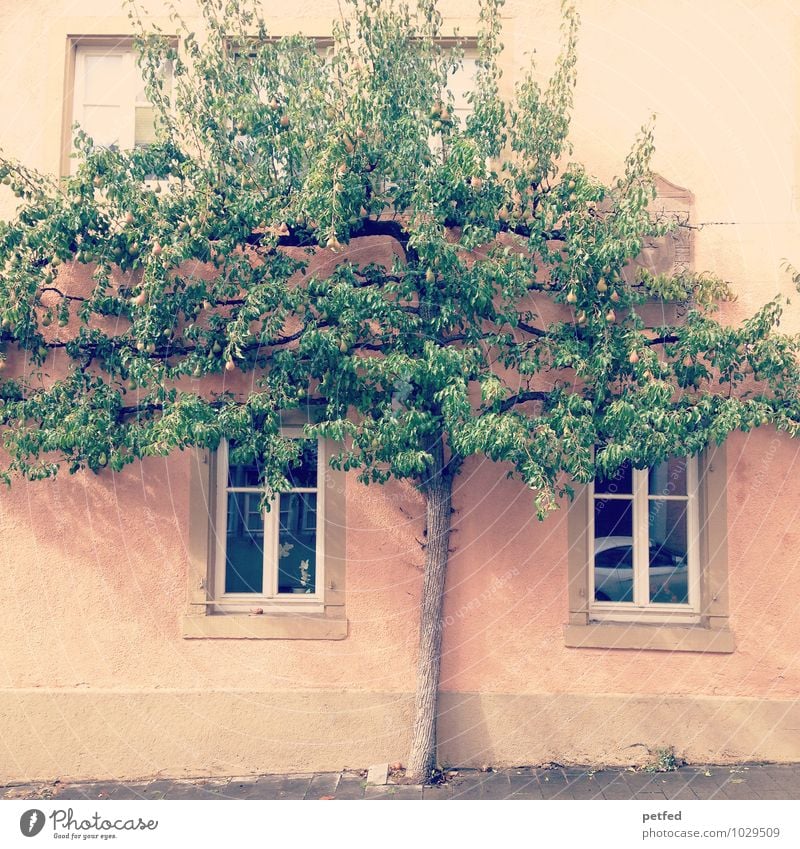 Ein Baum steht vor dem Haus ein lizenzfreies Stock Foto