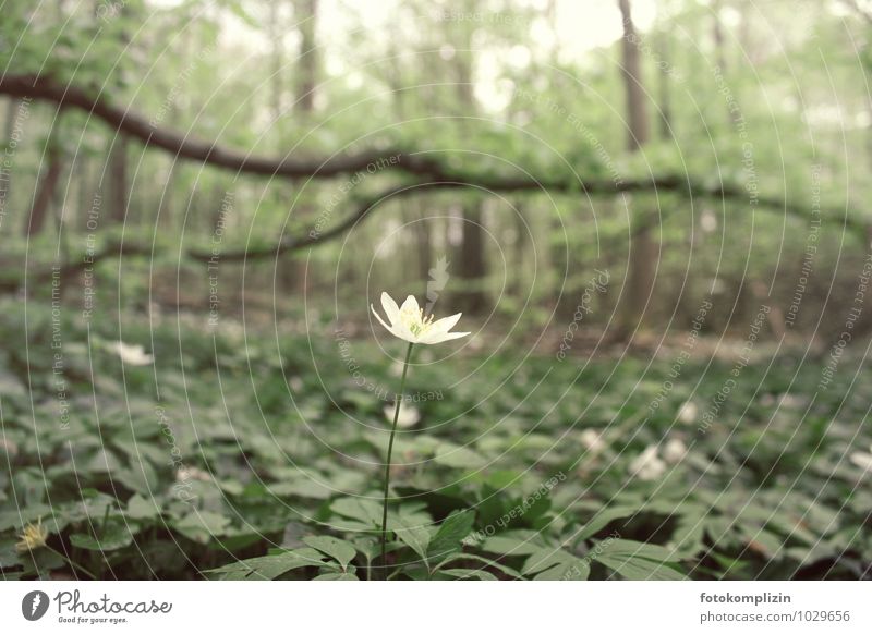 Buschwindröschen - weiße sternförmige Blüte im Wald Natur Pflanze Frühling Blume einzigartig klein Lebensfreude Frühlingsgefühle Optimismus hervorragend Mut