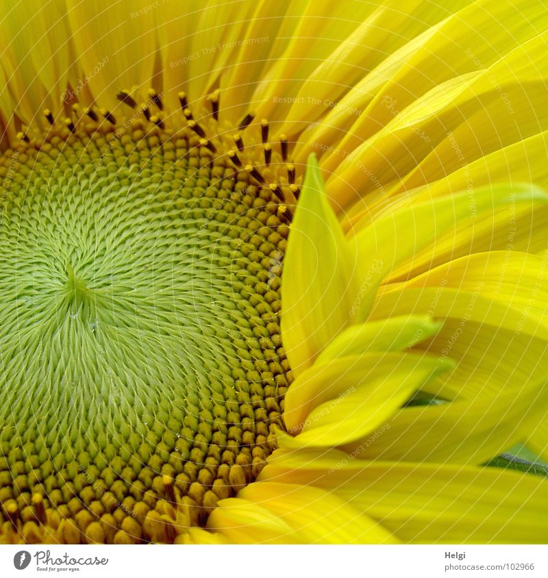 Detail einer Sonnenblume mit hervorragenden Blütenblättern Blume Blütenblatt gelb grün braun Kerne Sommer Juli strahlend Muster rund gekrümmt vertikal