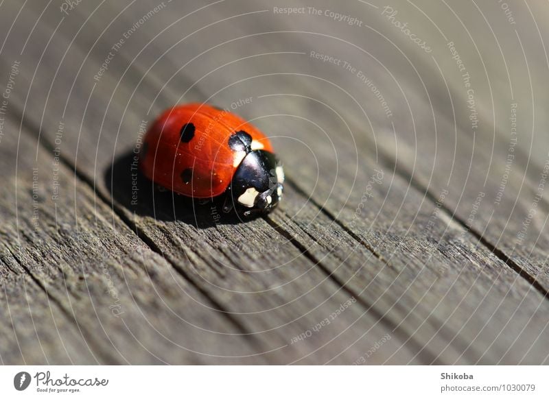 Ladybug Tier Käfer 1 krabbeln klein rot schwarz Glück Marienkäfer Punkt Farbfoto Außenaufnahme Makroaufnahme Menschenleer Textfreiraum rechts Textfreiraum oben