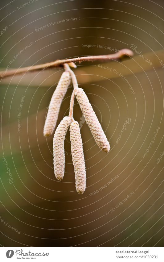 Würstchen-Quartett Natur Pflanze Herbst Schönes Wetter Samen Pollenwurst Zweig hängen ästhetisch dünn einfach Zusammensein klein lang natürlich braun orange
