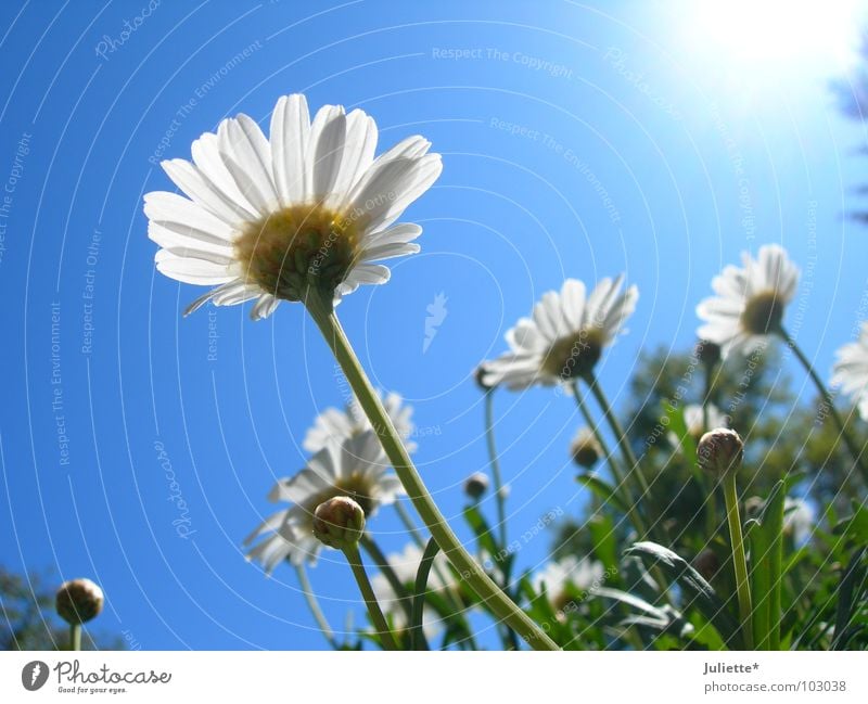 Käferperspektive III Blume süß schön weiß grün gegen Beleuchtung Sommer Magaritten blau Sonne Himmel