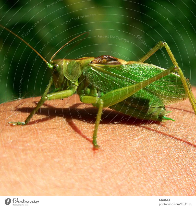 Grünes Heupferd  01 (Tettigonia viridissima) Langfühlerschrecke Heuschrecke Heimchen grün Fühler Sommer Insekt Tier hüpfen springen Lebewesen Gras Nordwalde