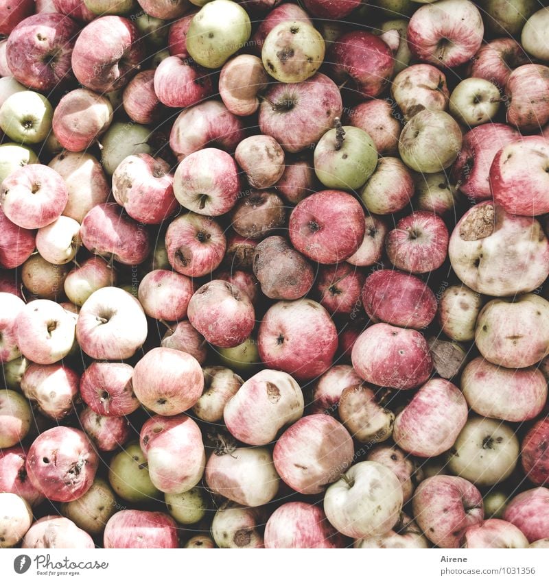 apfall? Lebensmittel Frucht Apfel Ernährung Bioprodukte Vegetarische Ernährung rund saftig sauer viele rosa rot Armut Mengenzählwerk überschüssig verdorben