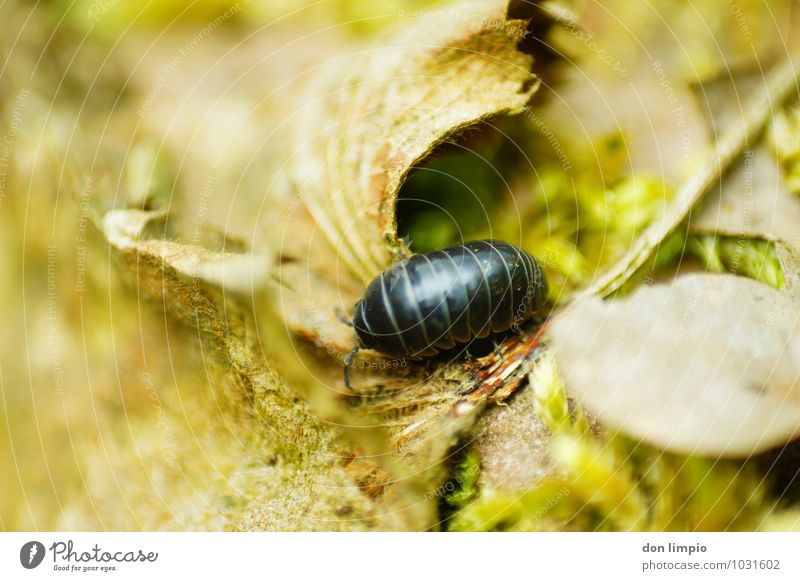 assel Umwelt Natur Herbst Blatt Wald Tier Käfer Assel 1 krabbeln dehydrieren natürlich Idylle Farbfoto Außenaufnahme Detailaufnahme Menschenleer