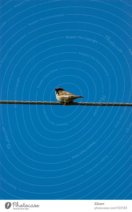 vogerlpause einfach graphisch Vogel Zufriedenheit Wolken Himmel Tier Natur fliegen Kabel Leitung Seil blau sky