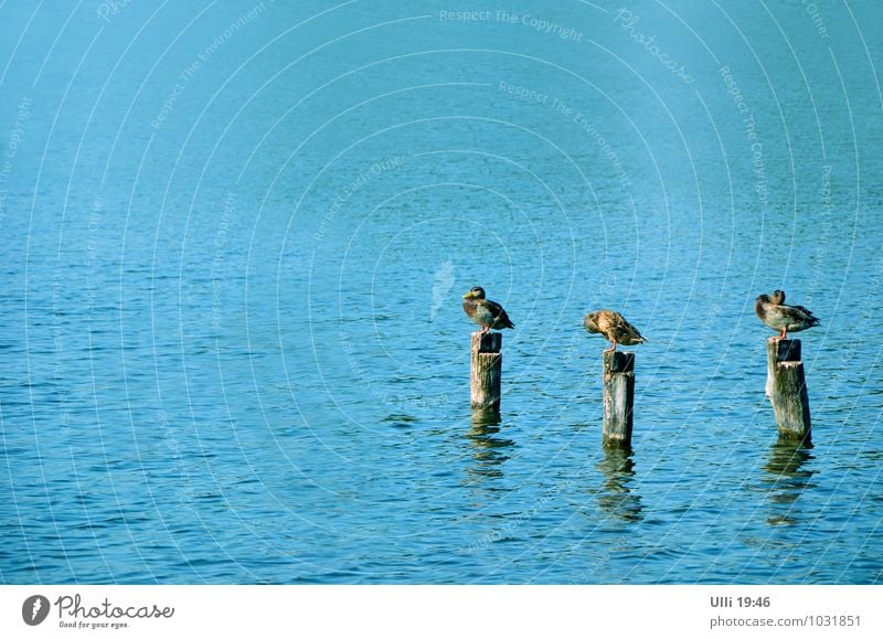 Putz– und Flickstunde. Leben harmonisch Wohlgefühl Erholung ruhig Natur Wasser Sommer Schönes Wetter Küste Seeufer Ente 3 Tier Tiergruppe hocken stehen
