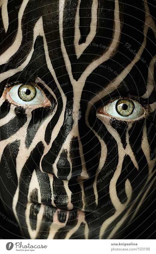 tigerpferd Auge Fell Streifen schwarz Farbe bemalt gestreift wildlife Muster Porträt Gesichtsbemalung Tarnung Tarnfarbe Blick in die Kamera Tigerfellmuster