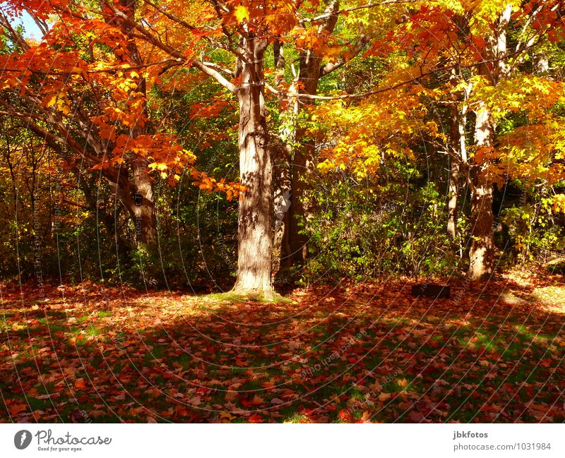 Herbst Umwelt Natur Landschaft Sonne Pflanze Baum Garten Park Wald Gefühle Freude Glück Fröhlichkeit Kraft Sympathie Leben Neugier Hoffnung Herbstlaub