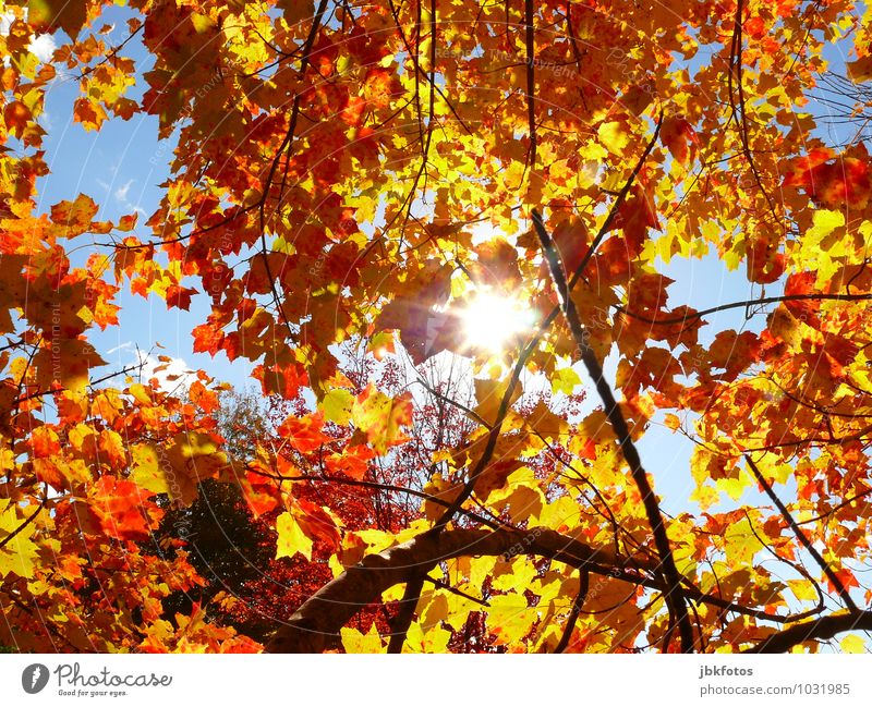 Blätterdach Umwelt Natur Urelemente Sonne Sonnenlicht Herbst Klima Schönes Wetter Wärme Pflanze Baum Nutzpflanze Garten Park Wald Gefühle Stimmung Freude Glück