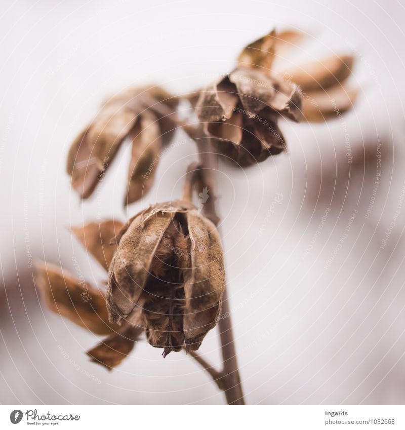 Vergänglich Natur Pflanze Winter Malvengewächse Samen Zweig hängen dehydrieren alt außergewöhnlich natürlich rund trist trocken braun grau weiß Stimmung