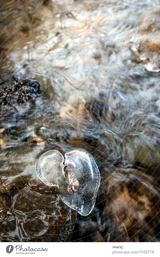 Da schmilzt mein Herz dahin Leben harmonisch Erholung ruhig Valentinstag Wasser Winter Eis Frost Bach authentisch einfach Flüssigkeit nass natürlich herzförmig