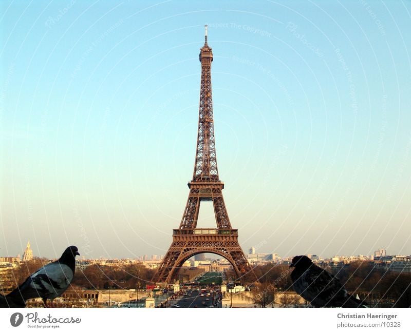zwei tauben Paris Frankreich Tour d'Eiffel Vogel Taube Stadt Haus Skyline Horizont Europa