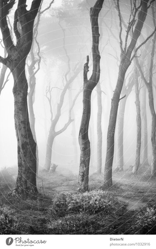 Gespensterwald Strand Meer Sand Frühling Klima Wetter Nebel Baum Gras Wald Ostsee grau schwarz weiß Schwarzweißfoto Außenaufnahme Menschenleer