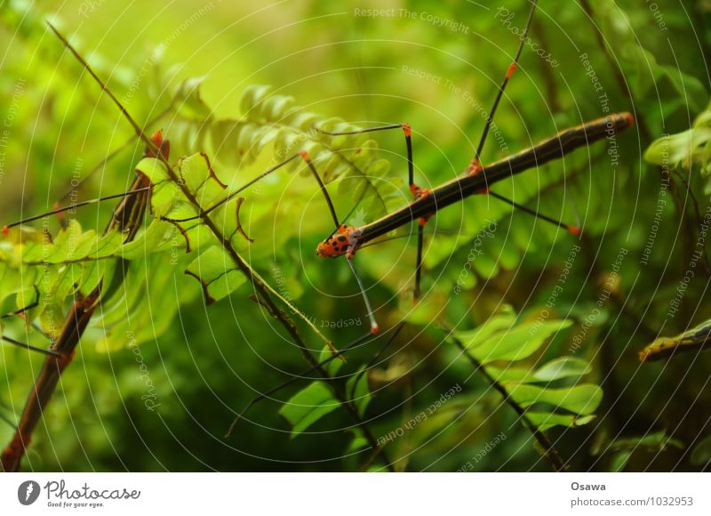Stabheuschrecke Tier Insekt Gespensterschrecke Phasmide Urwald grün Natur Blatt Farn Echte Farne Beine Fühler Heuschrecke Textfreiraum oben