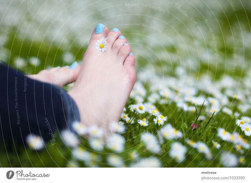 Entspannung pur Lifestyle Junge Frau Jugendliche Erwachsene Beine Fuß Zehen Zehennagel 1 Mensch 18-30 Jahre Natur Pflanze Sommer Schönes Wetter Blume