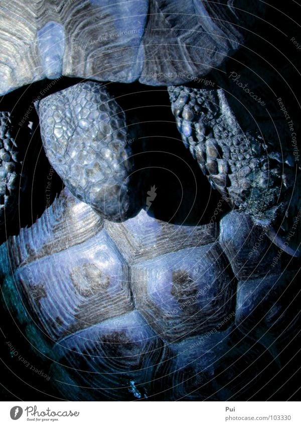 blaue liebe Schildkröte Tier dunkel gepanzert Natur