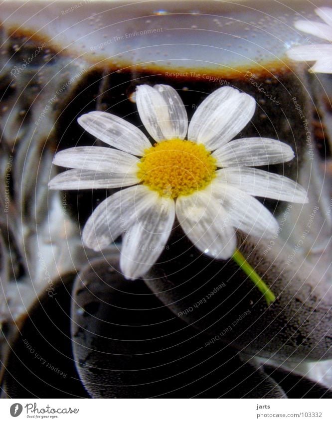 Wasserblume Blume Blüte Stein Mineralien Margarite Glas jarts Margerite