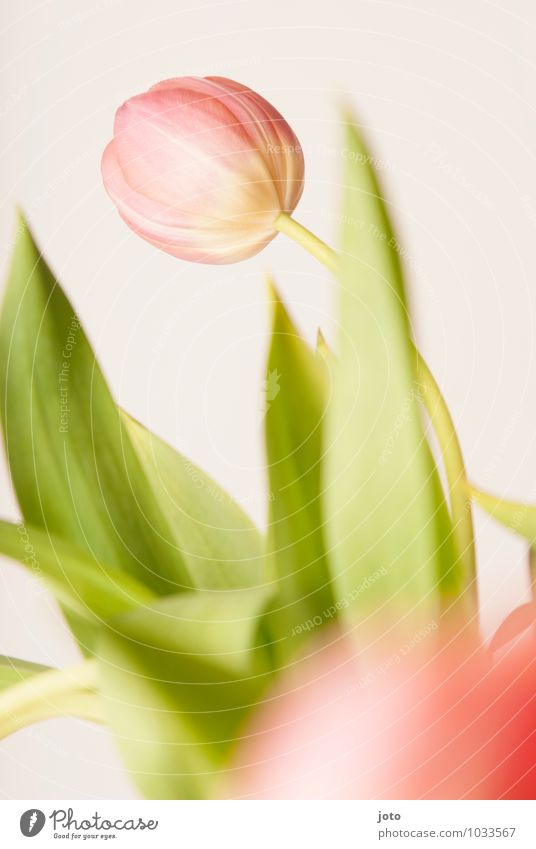 tulipa II schön Leben harmonisch Duft Dekoration & Verzierung Feste & Feiern Valentinstag Muttertag Geburtstag Pflanze Frühling Blume Tulpe Blatt Blüte Blühend
