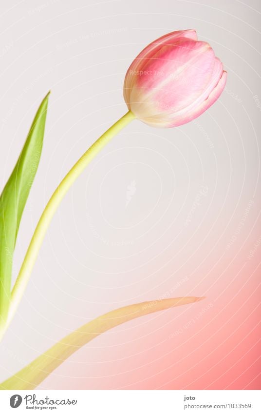 tulipa Sinnesorgane Muttertag Geburtstag Pflanze Frühling Blume Blatt Blüte Tulpe Blühend Duft rosa einzigartig Idylle Leben rein schön Überraschung