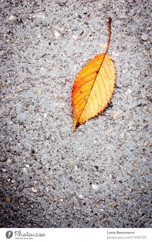 Blatt Natur Pflanze Herbst Baum Grünpflanze Wildpflanze Straße Straßenbelag Stadt Stein Beton natürlich trocken gelb grau orange Umwelt Umweltschutz Farbfoto