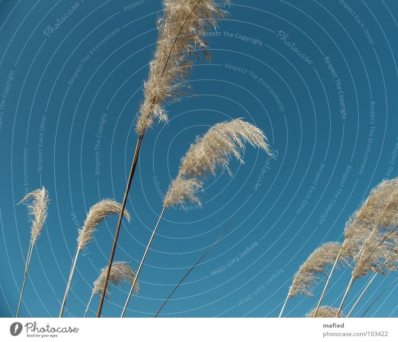 Puschel Gras Schilfrohr weich wiegen taumeln streichen Streicheln Himmel blau Riedgras Samen Wind Wedel Feder