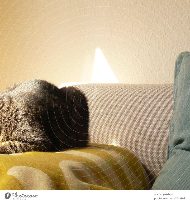 kratzbürstenlümmler endlich auf sofa Sofa Katze hängen gestreift Stoff grün giftgrün Wolle deckend kuschlig Kuscheln grau gemütlich lümmeln Material Wohnzimmer