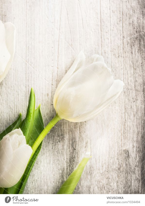 Weiße Tulpe auf grauen Holz Stil Design Garten Dekoration & Verzierung Feste & Feiern Valentinstag Muttertag Geburtstag Natur Pflanze Frühling Sommer Blume