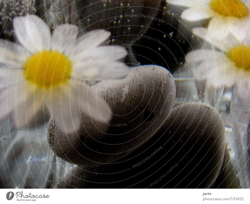 Eintauchen träumen Blume Wellness Luftblase ruhig Erholung Unschärfe Wasser Stein Mineralien Margarite jarts Margerite