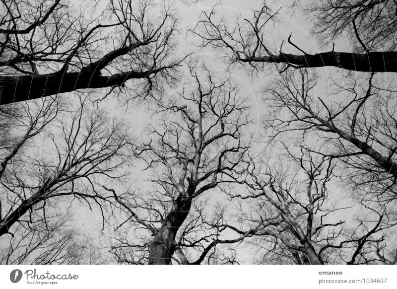 Geäst Ferne Freiheit Umwelt Natur Pflanze Luft Himmel Herbst Winter Klima Klimawandel Wetter schlechtes Wetter Dürre Baum Wald alt kalt grau Senior