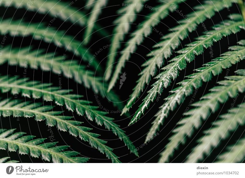 keine Entfarnung! Umwelt Natur Pflanze Farn Blatt Grünpflanze Wald Urwald Wachstum natürlich Farbfoto Nahaufnahme Detailaufnahme Menschenleer Unschärfe