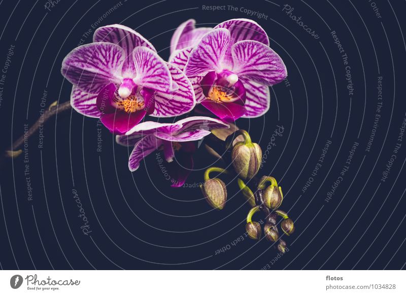 mini Orchidee Natur Pflanze Blume Blüte Topfpflanze Blühend elegant exotisch nah natürlich schön grün violett schwarz weiß Farbfoto Innenaufnahme Studioaufnahme