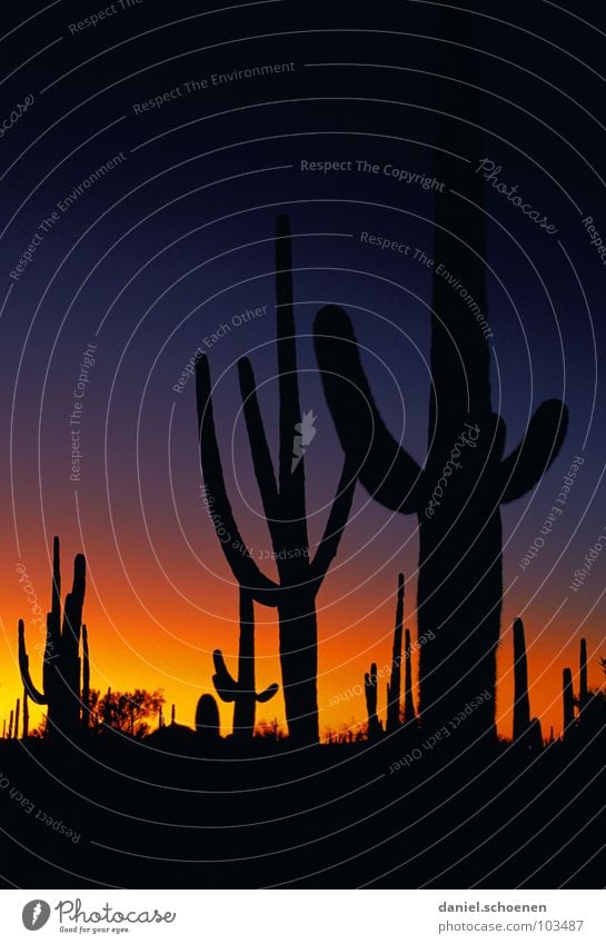 Wilder Westen und heulende Coyoten Kaktus Arizona Licht Abenddämmerung Sonnenuntergang Farbverlauf geheimnisvoll dramatisch unheimlich Nacht dunkel schwarz