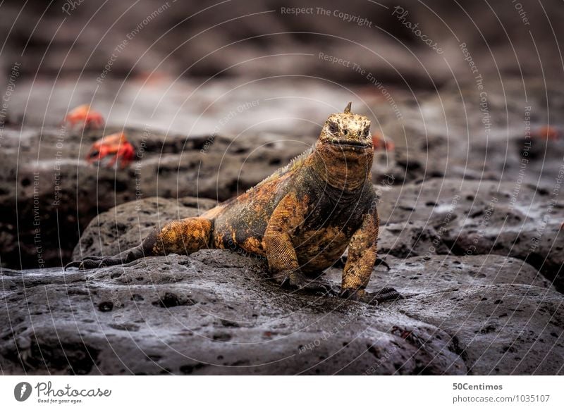 Galapagos Landleguan Umwelt Landschaft Seeufer Galapagosinseln Tier Wildtier Leguane 1 Abenteuer Stil stagnierend Ecuador Farbfoto Außenaufnahme Detailaufnahme