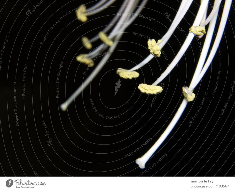 hippeastrum "sumatra" gelb schwarz weiß Pflanze Blüte skurril Leben Blütenstempel Staubfäden außergewöhnlich Zwitter Amaryllisgewächse Ritterstern