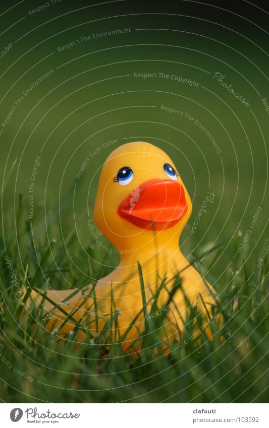 Rubber Ducky, you're the one Spielen Gras Badeente Freizeit & Hobby Ente gelbe Ente Rasen Farbfoto Außenaufnahme Textfreiraum oben Schwache Tiefenschärfe