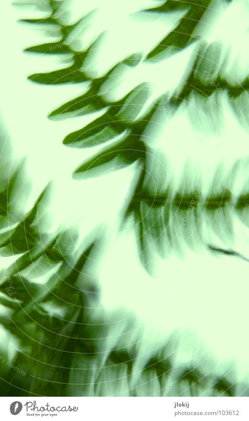 Gegen-Licht-Gestalten IX Pflanze grün Natur Leben Unschärfe Nebel Biologie verwaschen zart weich Photosynthese Gegenlicht Sommer Echte Farne leaves