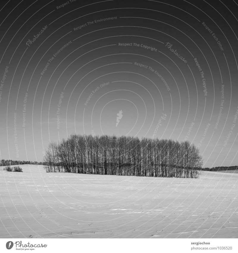 Winterbäume Natur Landschaft Himmel Wolkenloser Himmel Horizont Klima Schönes Wetter Eis Frost Schnee Wald Hügel Sibirien Russland Menschenleer entdecken kalt