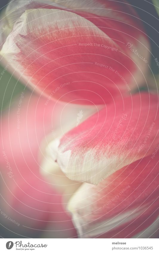 pastell Lifestyle Valentinstag Frühling Blume Tulpe Blüte Tulpenblätter Tulpenstrauß Blumenstsrauß Strukturen & Formen berühren Blühend Erholung genießen