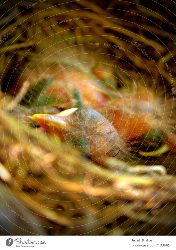 tschiep, tschiep Amsel Vogel Nest Küken Schnabel Stroh jungvogel Feder Ei