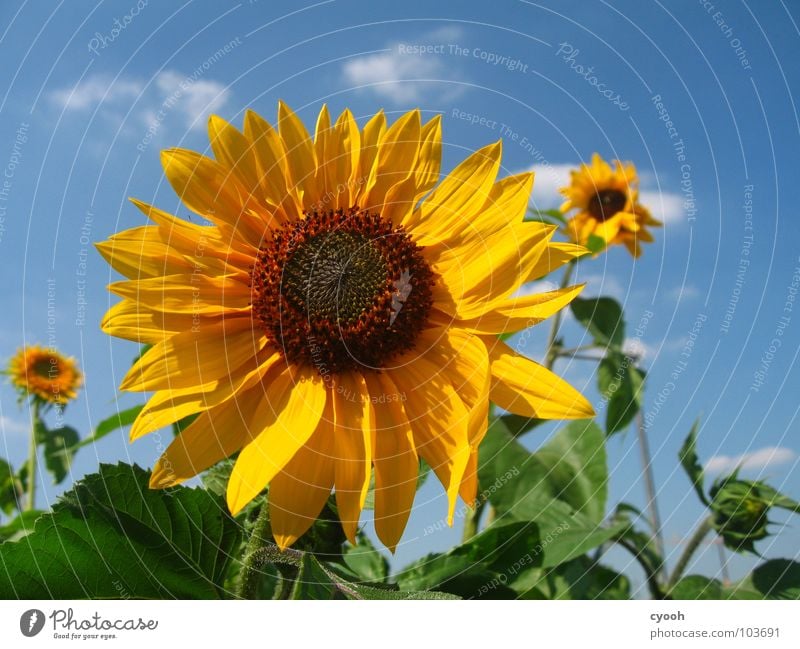 3 1/2 Sonnenblume gelb braun grün Blüte Blütenblatt Wolkenfetzen Feld Physik schön heiß Sommer nah vielschichtig entfalten prächtig Sonnenblumenfeld Himmel
