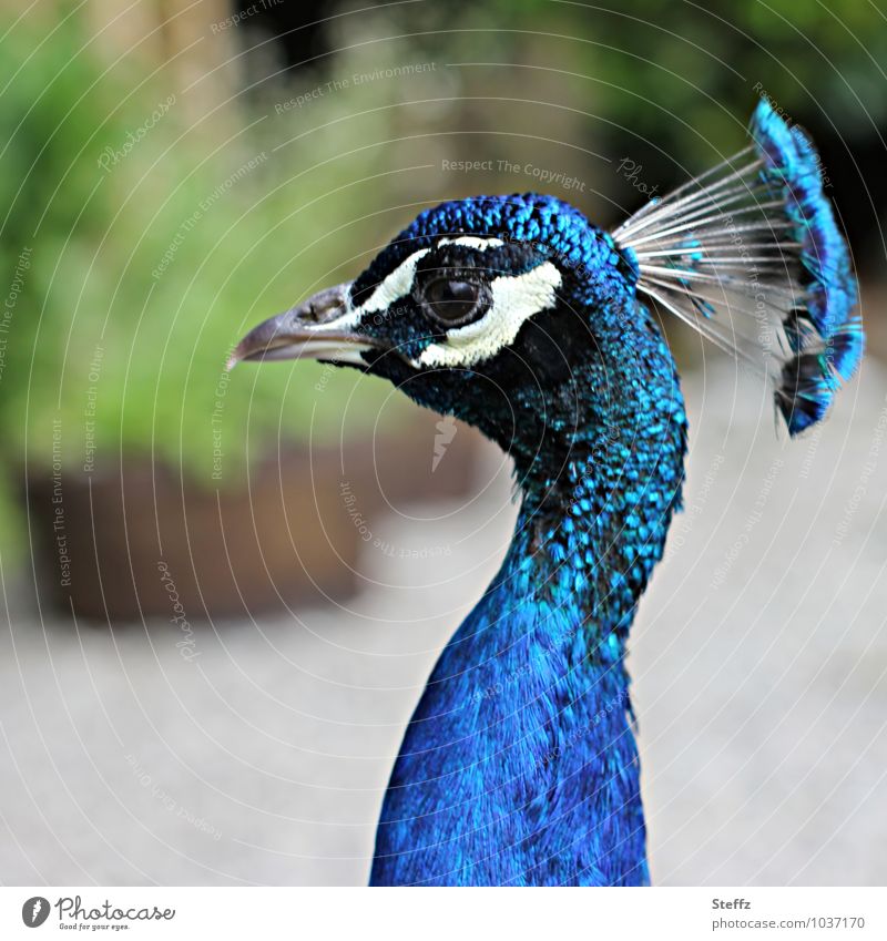 Kopfschmuck Pfau Körperhaltung schräger Vogel cooler Typ Federschmuck langhalsig verrückt Irokesen-Schnitt Pfauenporträt Pfauenkopf Pfauenhals Pfauenauge