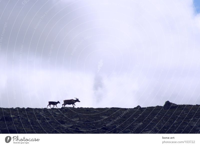 auf der Flucht. Rentier Tier Norwegen laufen Wildnis Horizont Nationalpark Fell weich Säugetier Freiheit Himmel Rudolf Wildtier Angst