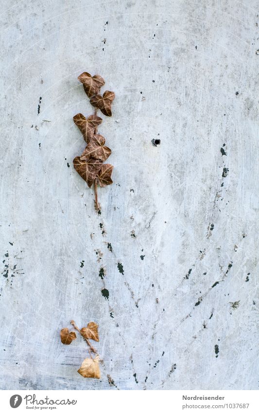 Footprints Dürre Pflanze Efeu Mauer Wand Fassade dehydrieren kaputt Krankheit braun grau Erschöpfung unbeständig Misserfolg Tod Vergänglichkeit verlieren